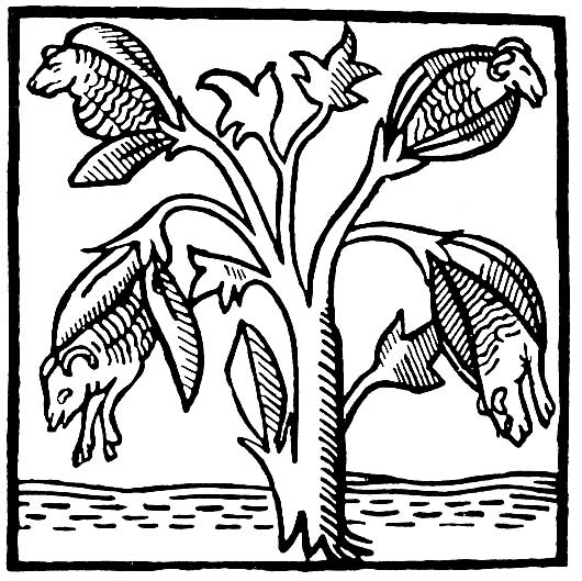 Fanciful depiction of cotton by John Mandeville, featuring sheep instead of cotton bolls.